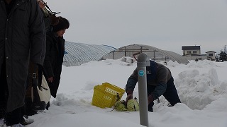 雪中野菜発見！！